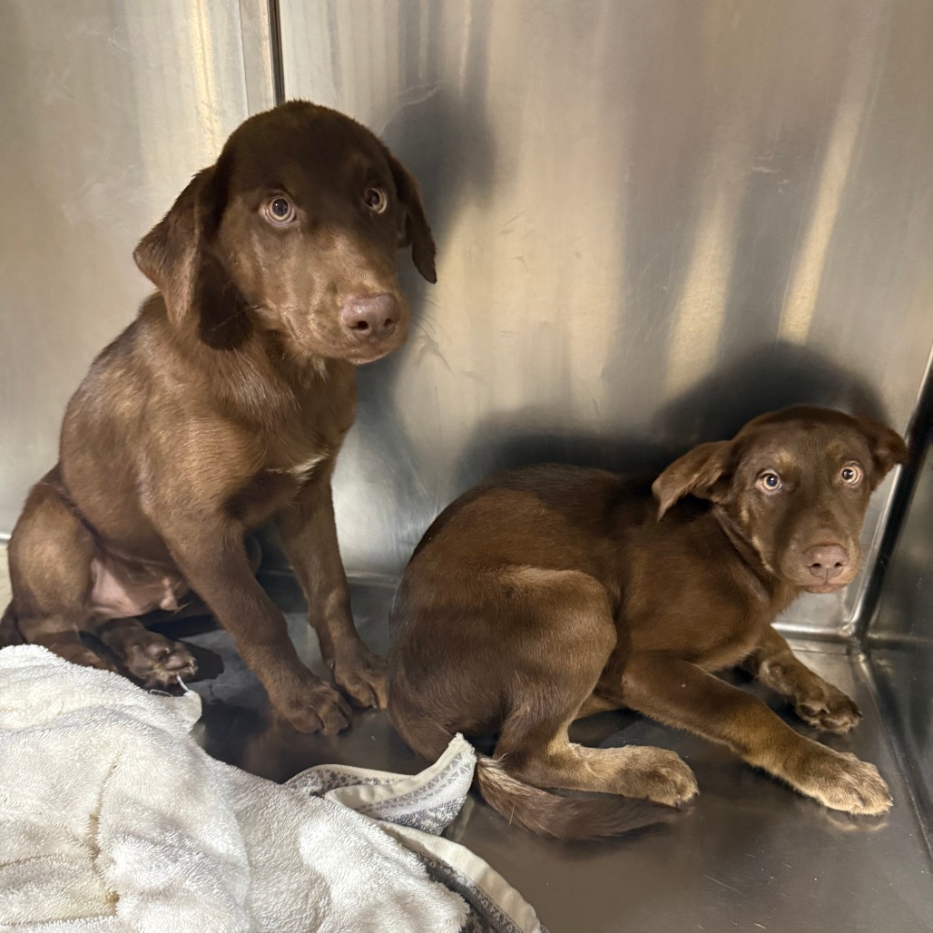 AMIGO - Retriever, Labrador / Husky available for adoption