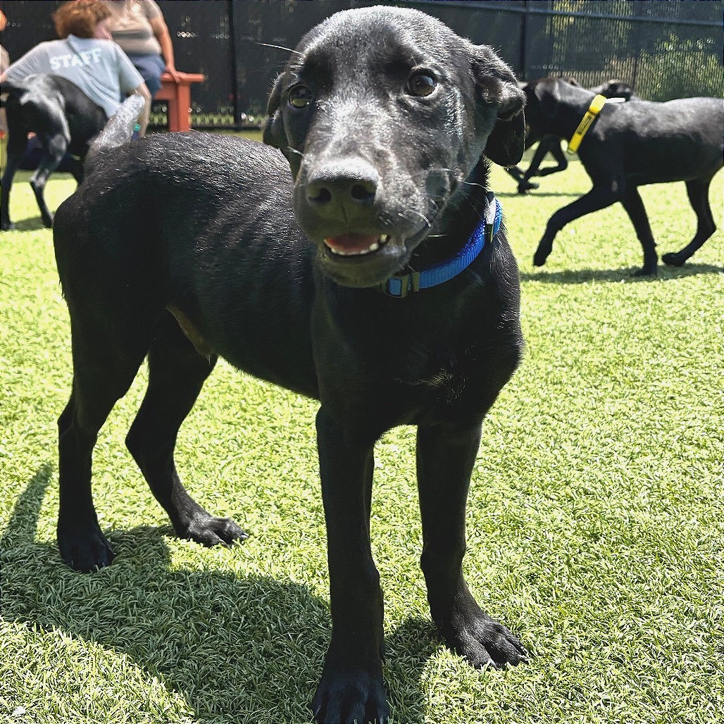 BERYL - Mixed Breed (Medium) available for adoption