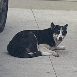 RUBY WOO - Husky available for adoption