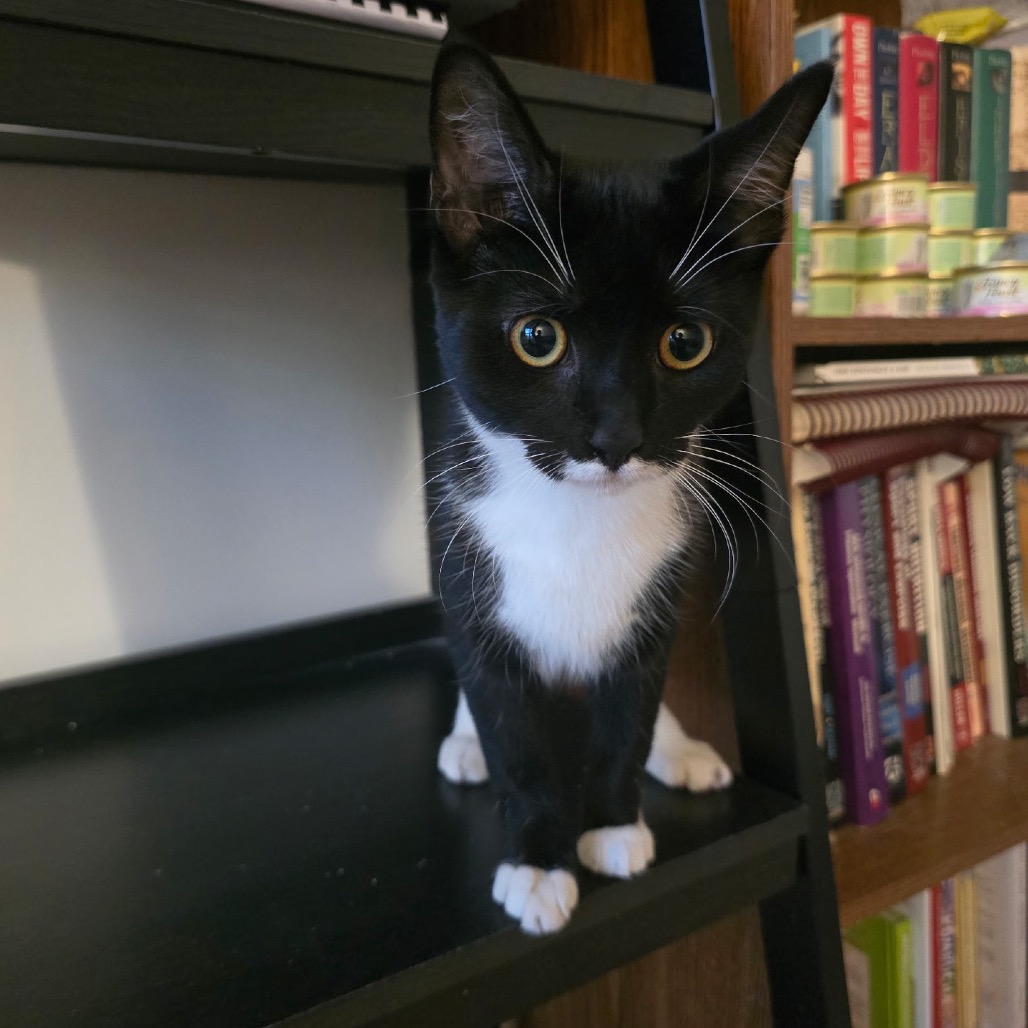 MANGO - Domestic Shorthair for adoption in Silver Spring