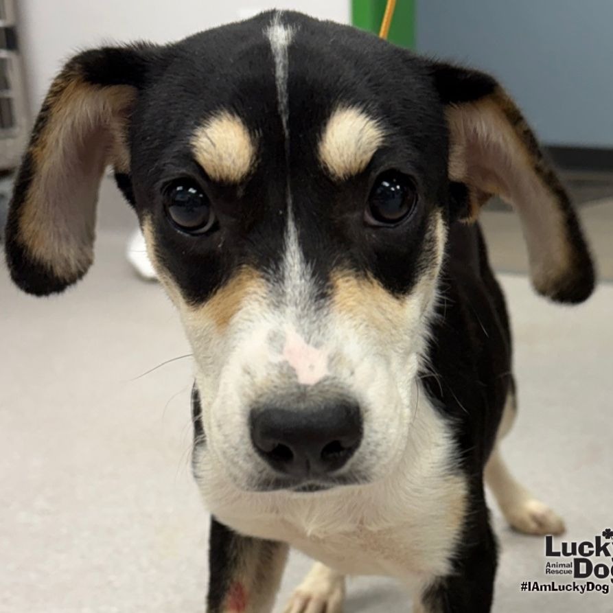 SAMMY - Sheep Dog / Retriever, Labrador available for adoption