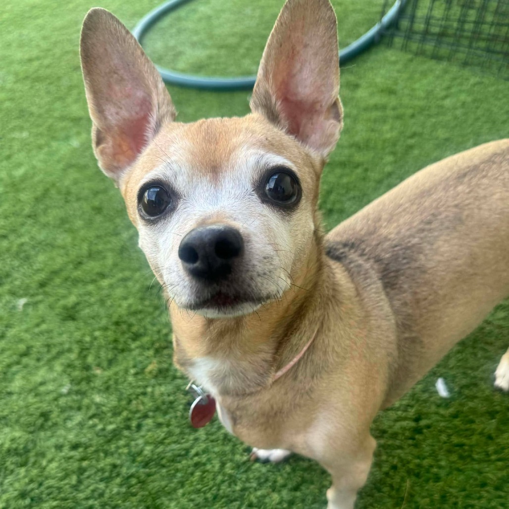 Shiloh bonded w/ Penny