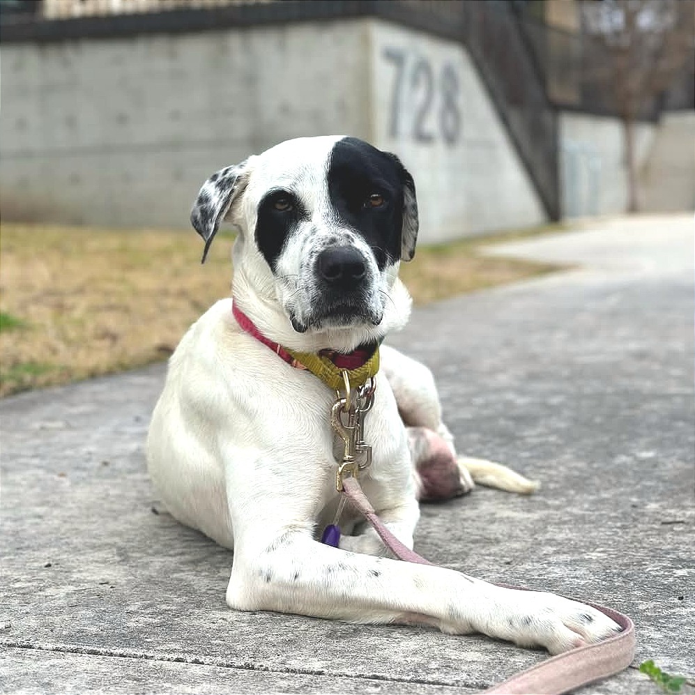 Dutchess — thumbnail 11