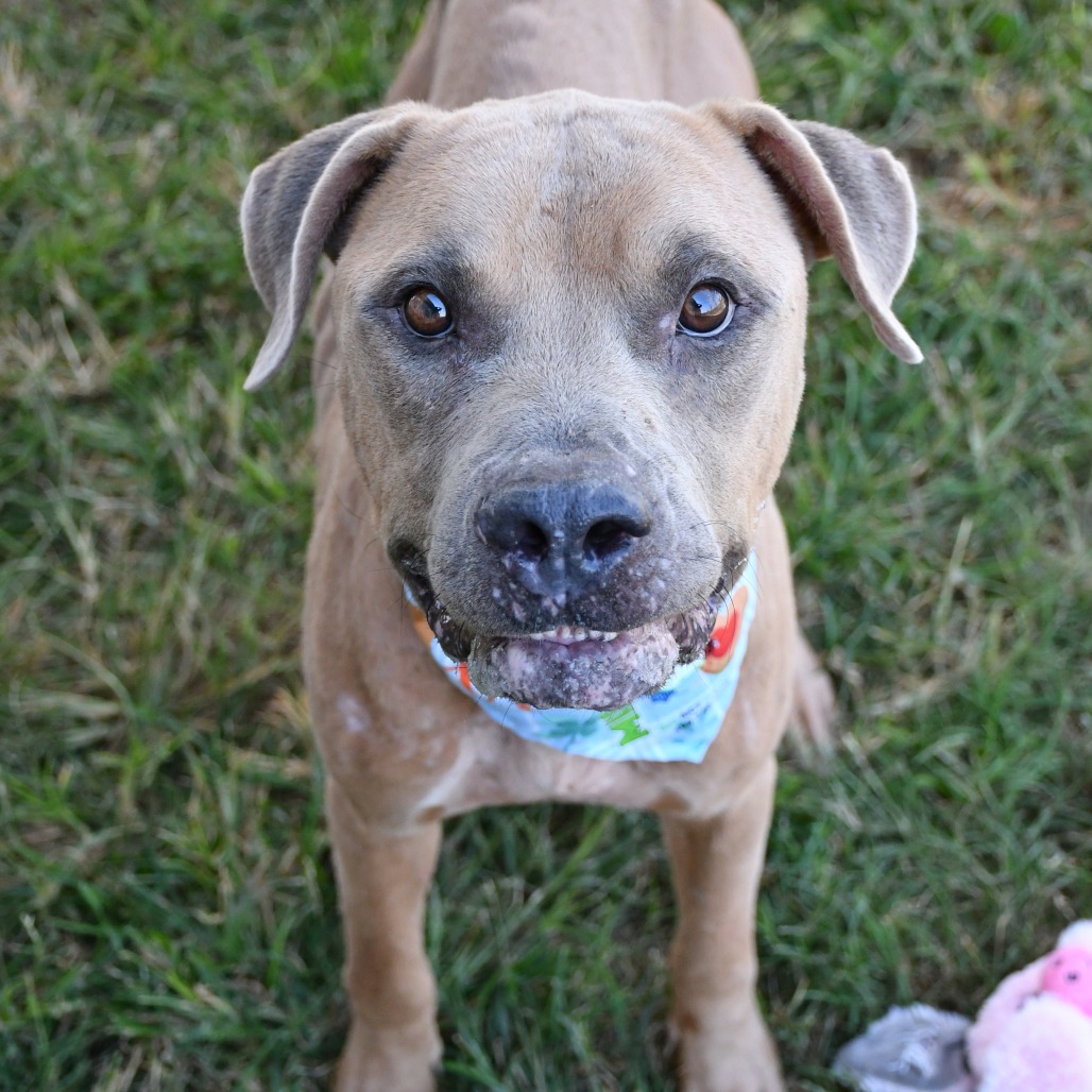 BARNEY - Terrier / Pit Bull available for adoption