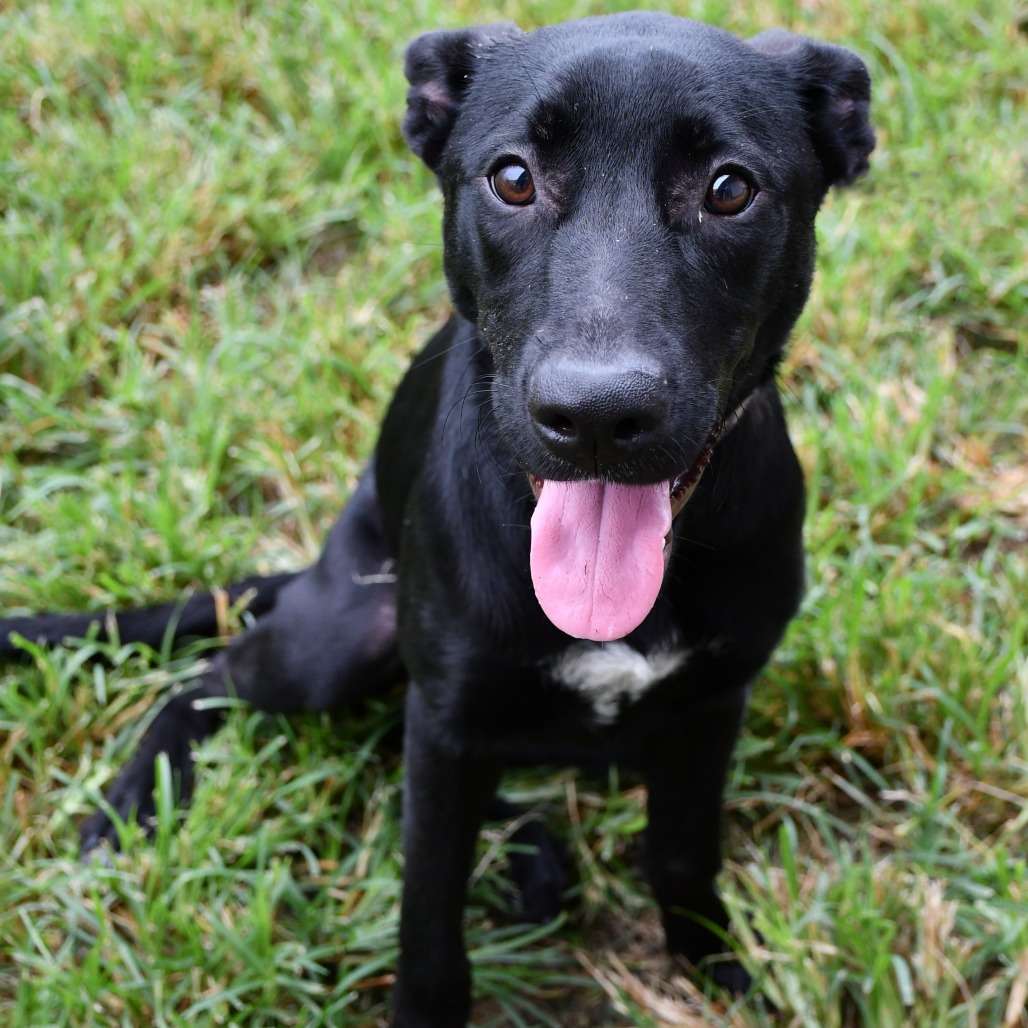BONNIE - Retriever / Black Labrador available for adoption