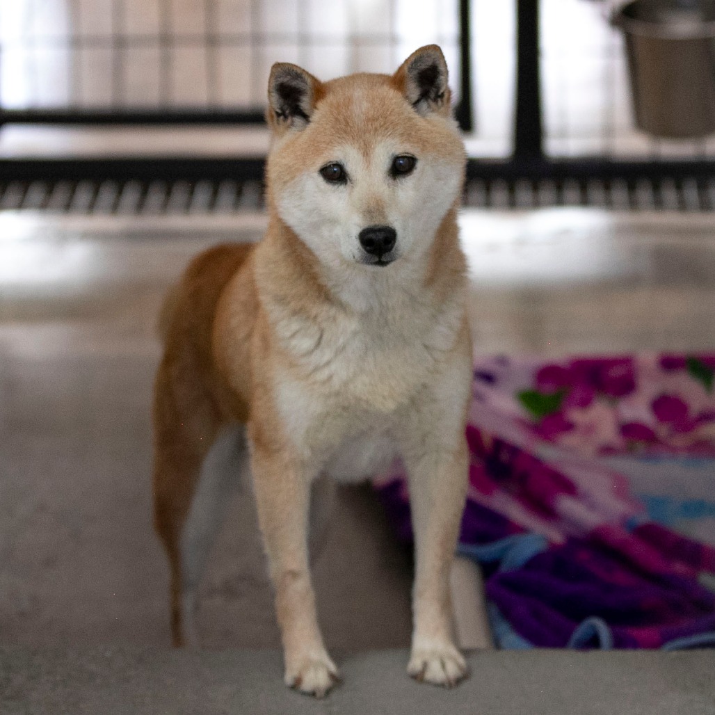 Smiley (MR26-336), photo 9