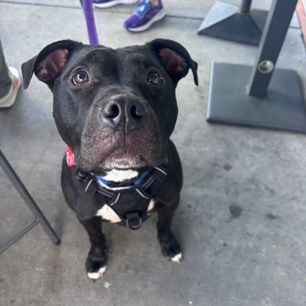 Bowser, photo 17
