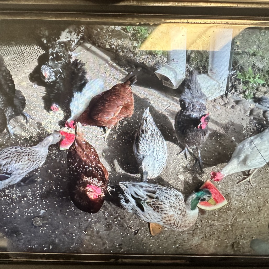 Photo of Ducks and Chickens 3