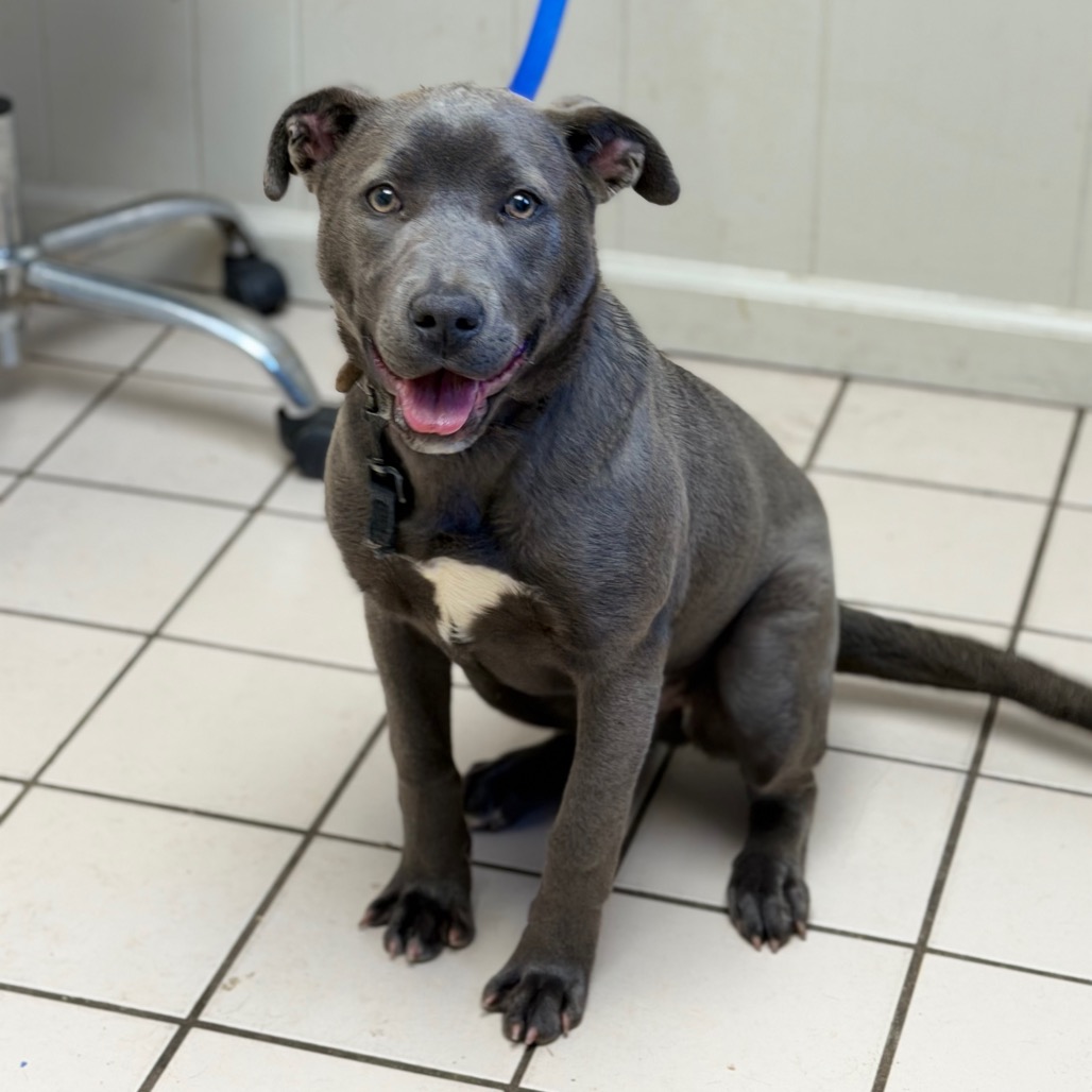  Photo of TUSC-Stray-83398