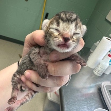 Stevens — thumbnail 3