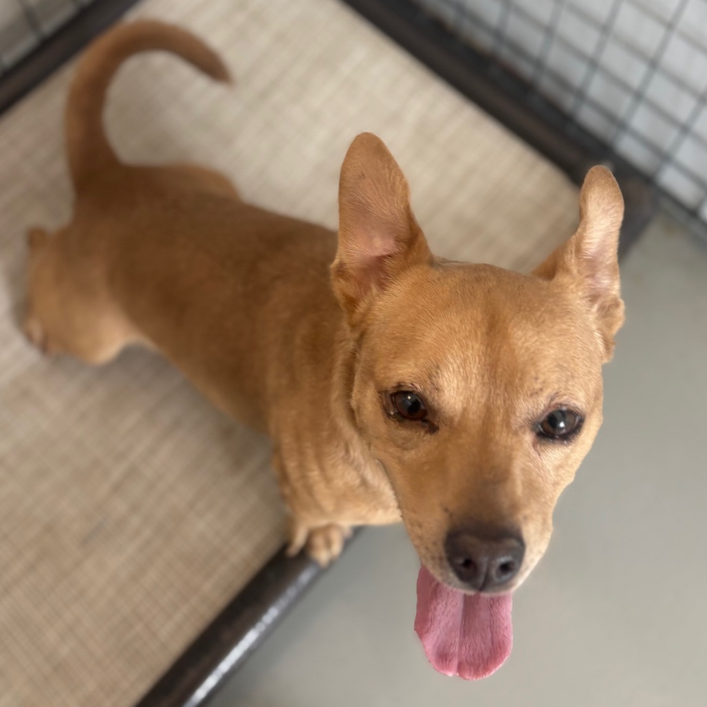 Mojito — thumbnail 3