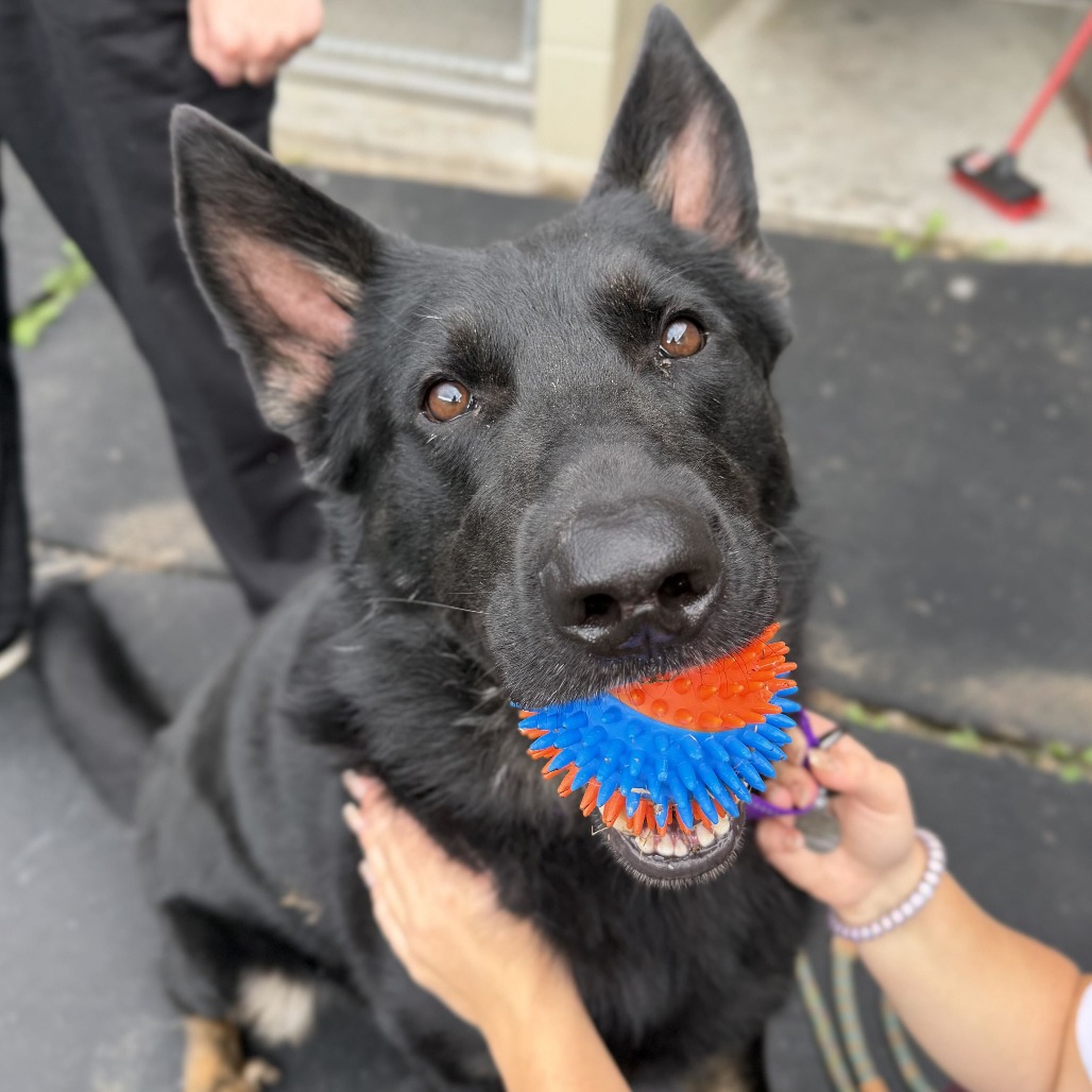 WALL-E - Shepherd / German available for adoption