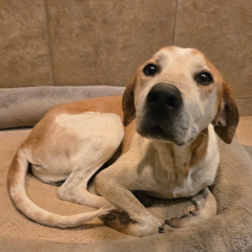 Rocco — thumbnail 11