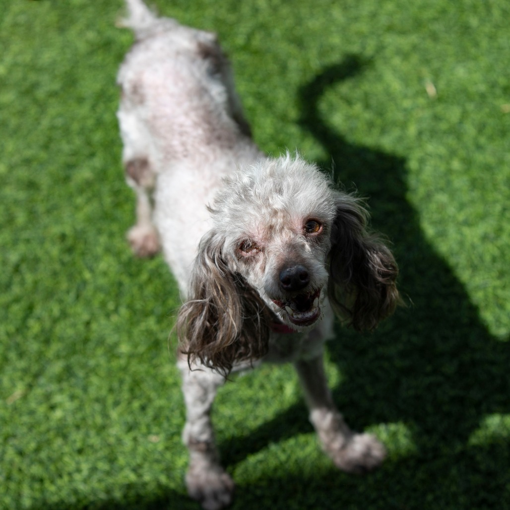 NICOLETTE (AG26-199) - Poodle / Toy available for adoption