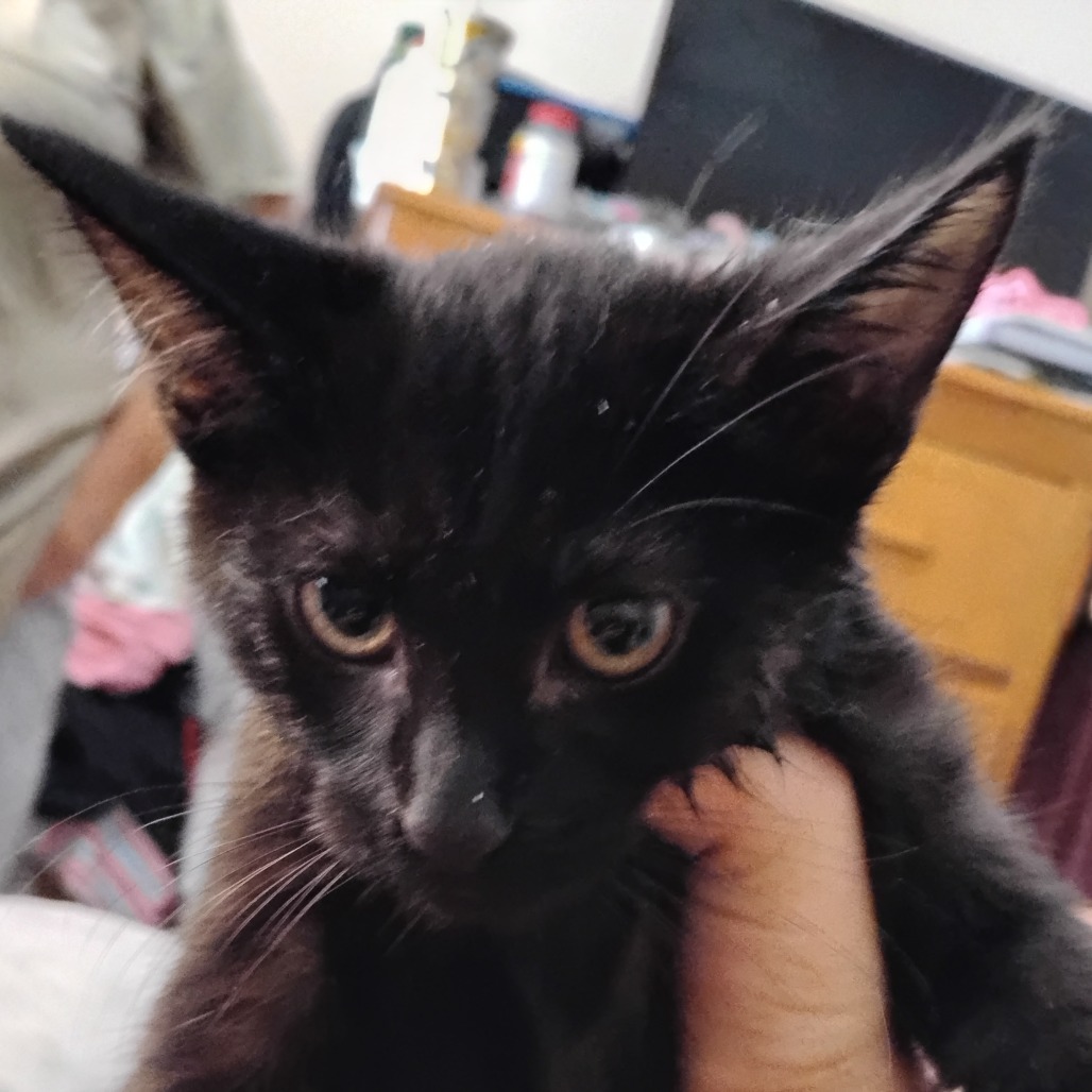 EXPRESSO - Domestic Shorthair available for adoption