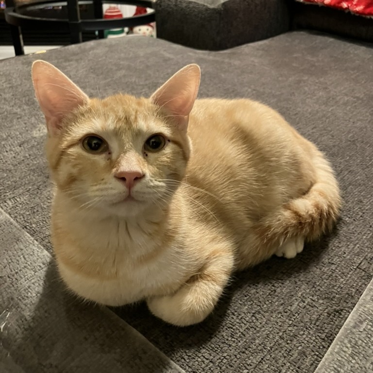 Star — thumbnail 5