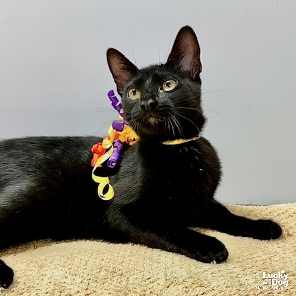 WEDNESDAY - Domestic Shorthair available for adoption
