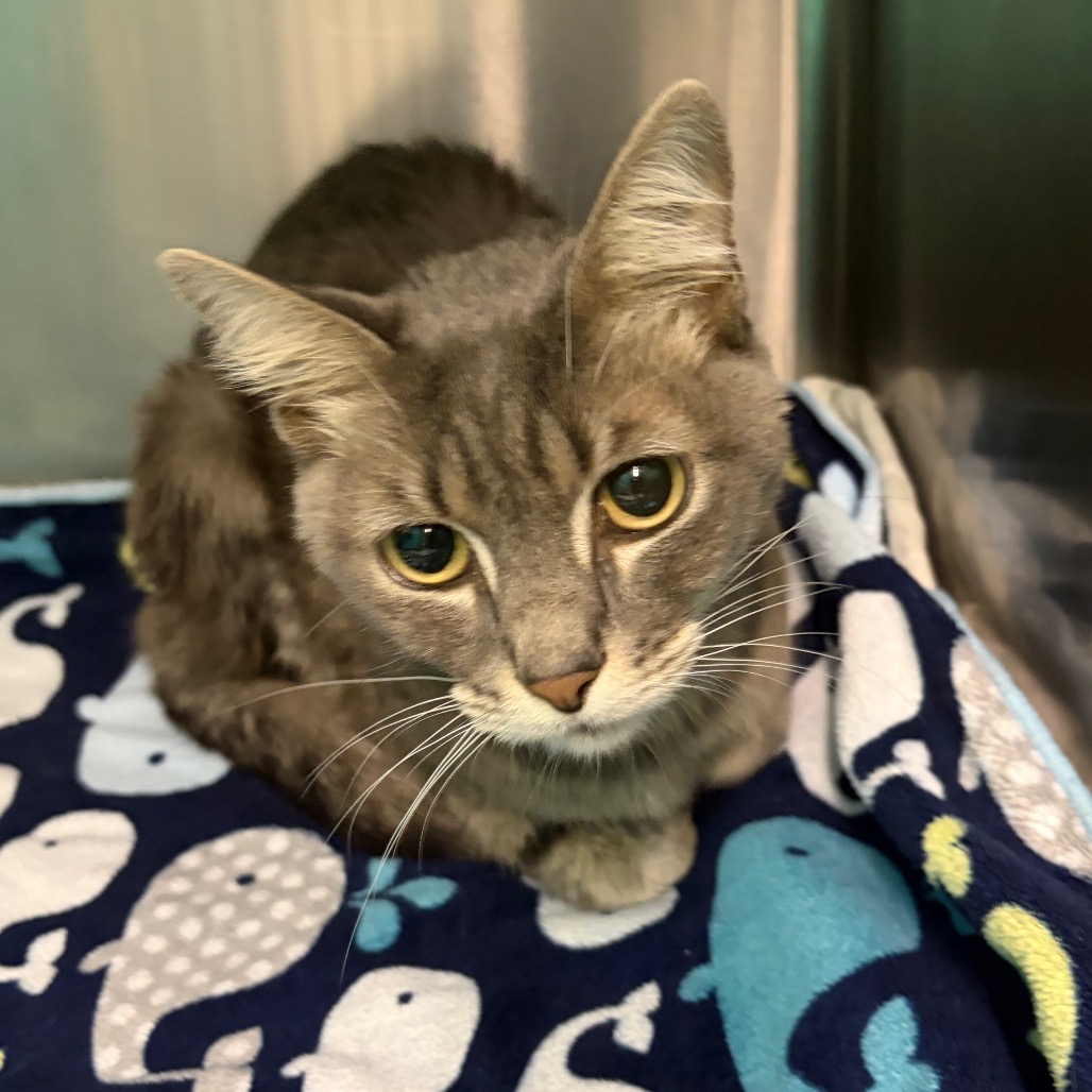 Sushi , an adoptable cat at SPCA-BC