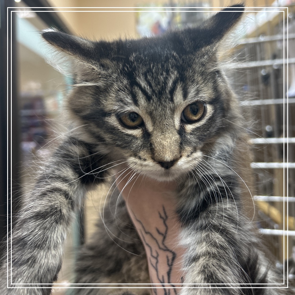FWT BIG BOY - Domestic Longhair available for adoption
