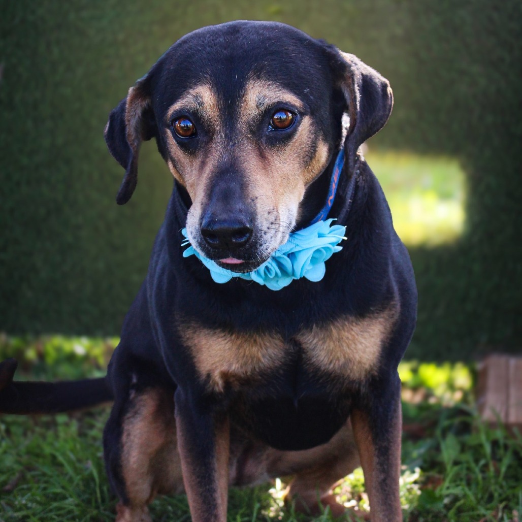 Princess, an adoptable dog at SPCA-BC