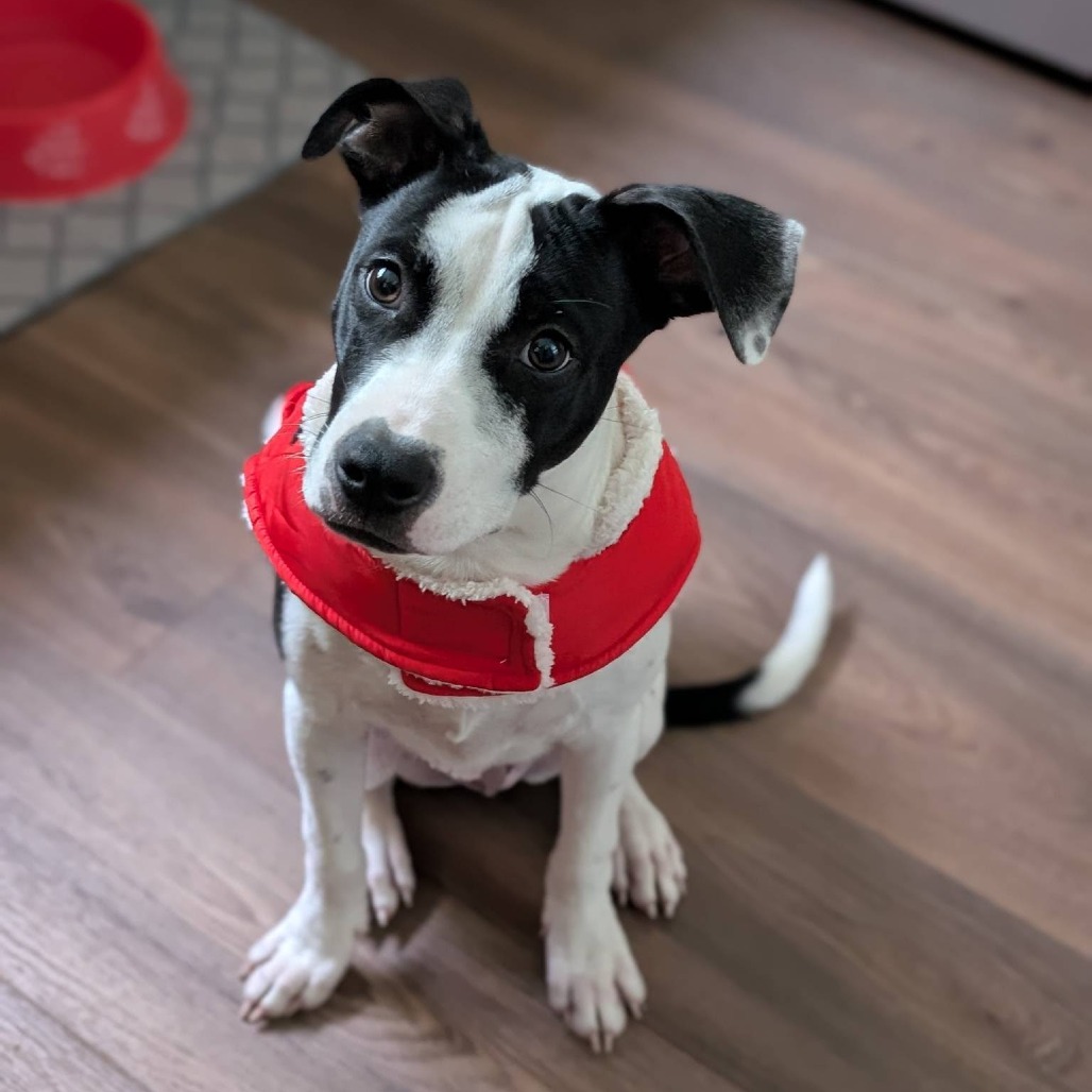 BOSTON - Terrier / American Pit Bull available for adoption