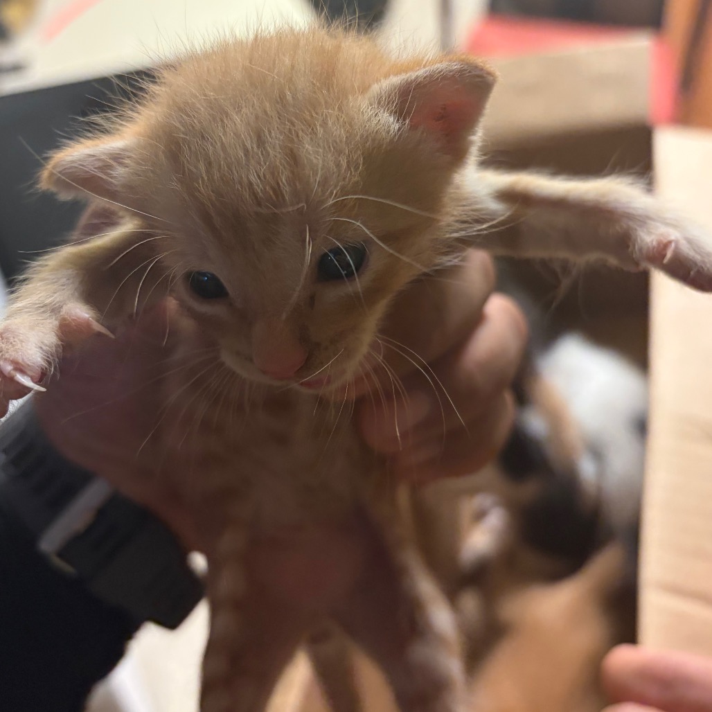 DR. PEPPER D3 - Domestic Shorthair available for adoption