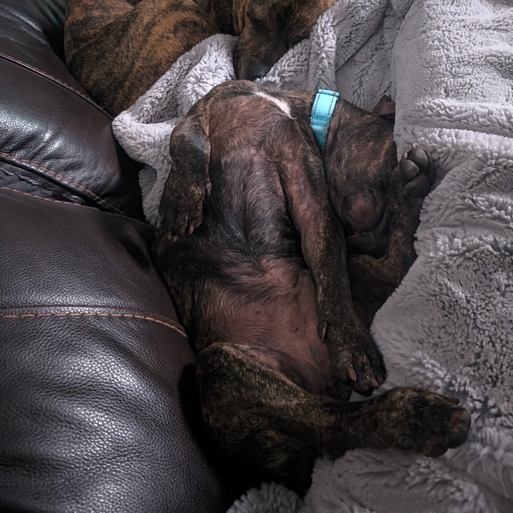 Yoda, photo 8