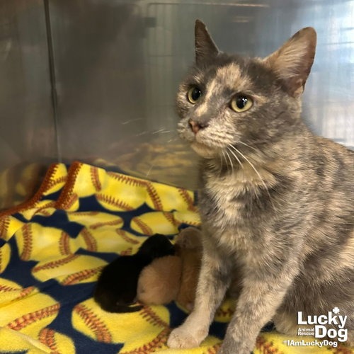 JOAN - Domestic Shorthair available for adoption