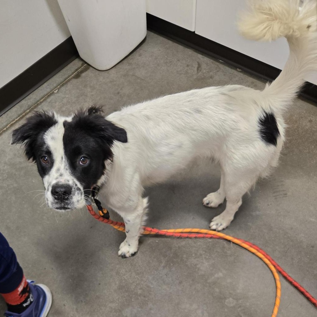 DEWEY - Mixed Breed (Medium) available for adoption