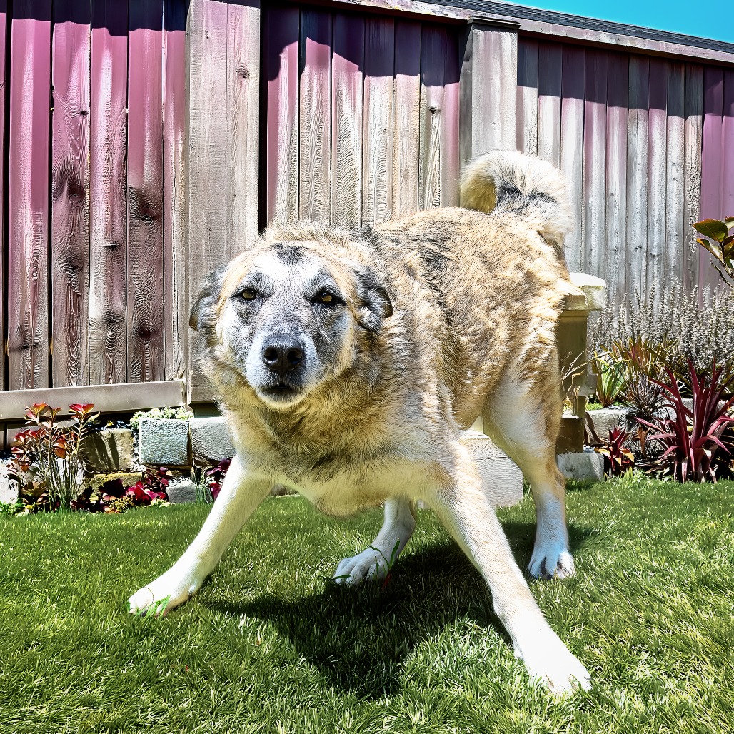 Samson, photo 6