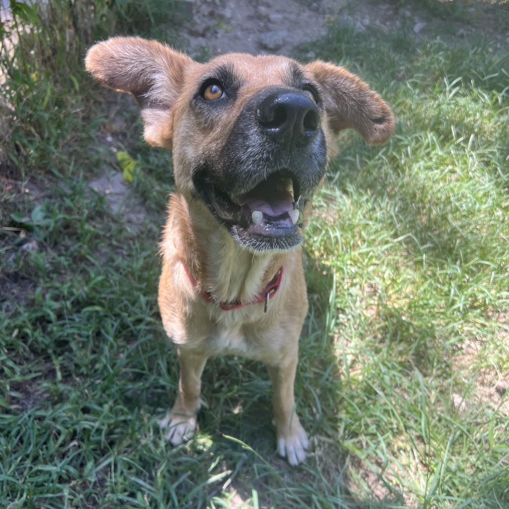 Hazel, photo 8