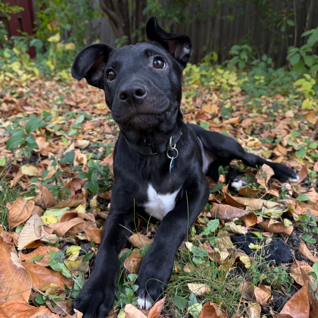 Lake--In Foster***ADOPTION PENDING***, photo 5