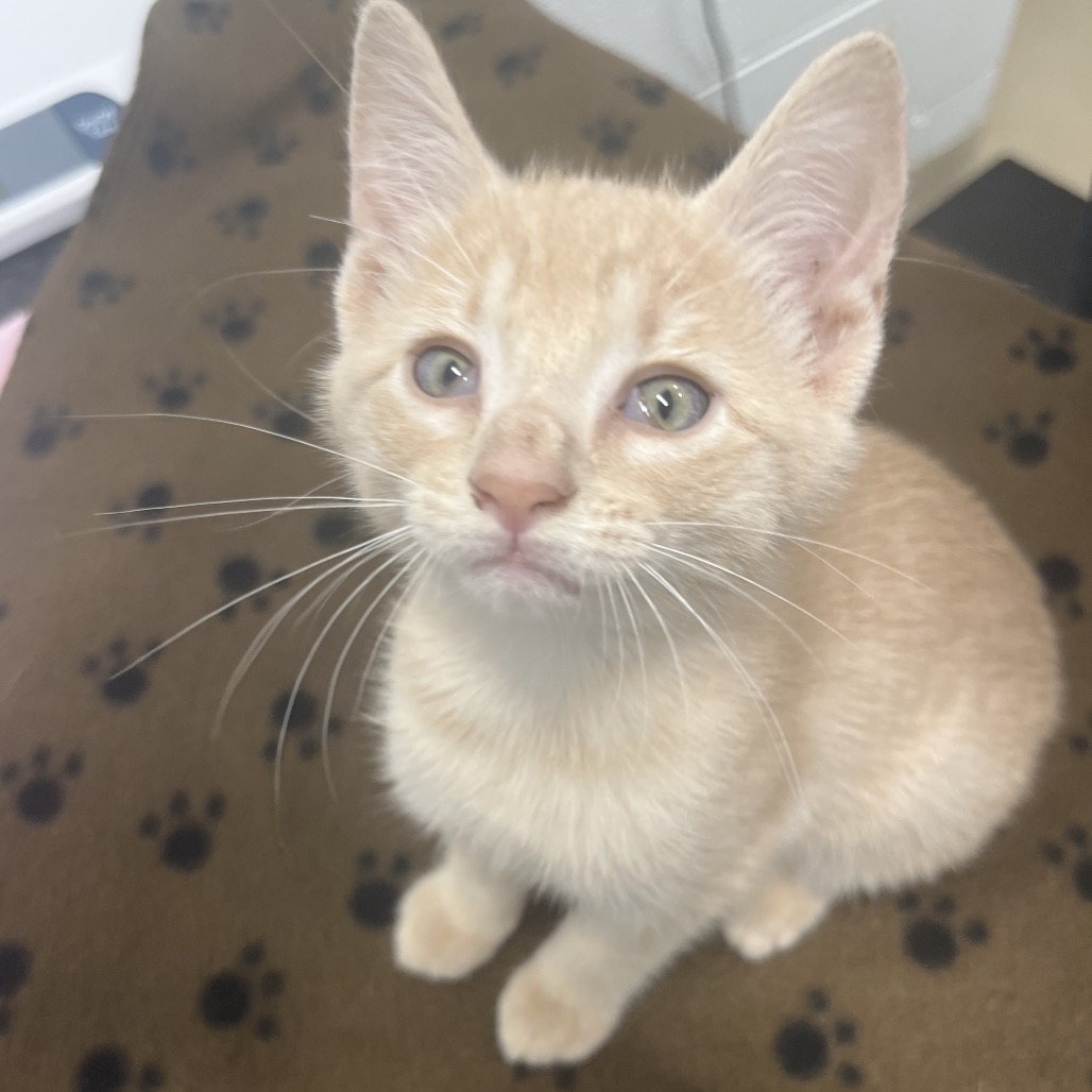PANKO - American Shorthair available for adoption