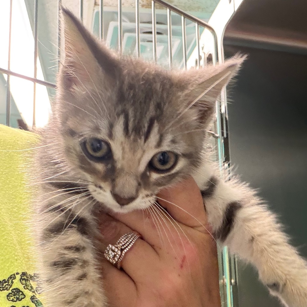 Fenix, an adoptable cat at SPCA-BC