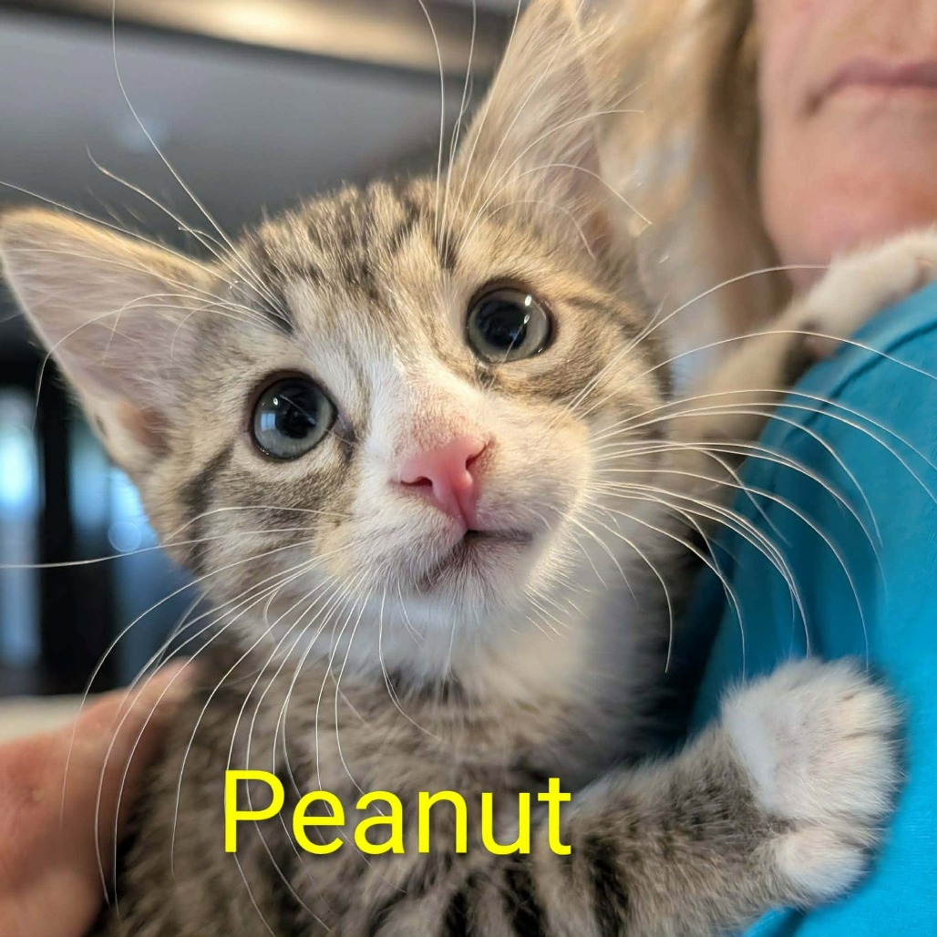 PEANUT - Domestic Shorthair available for adoption