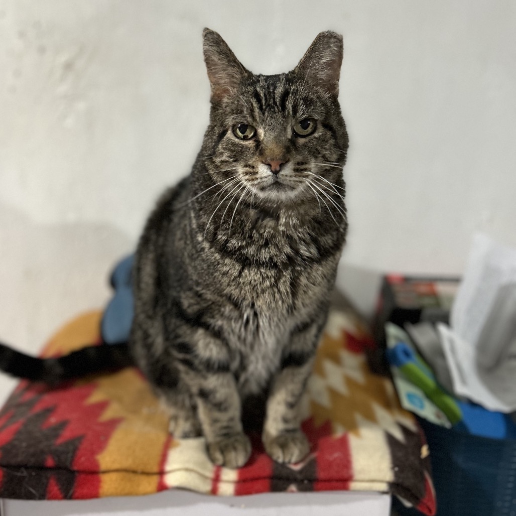 Charlie, photo 4