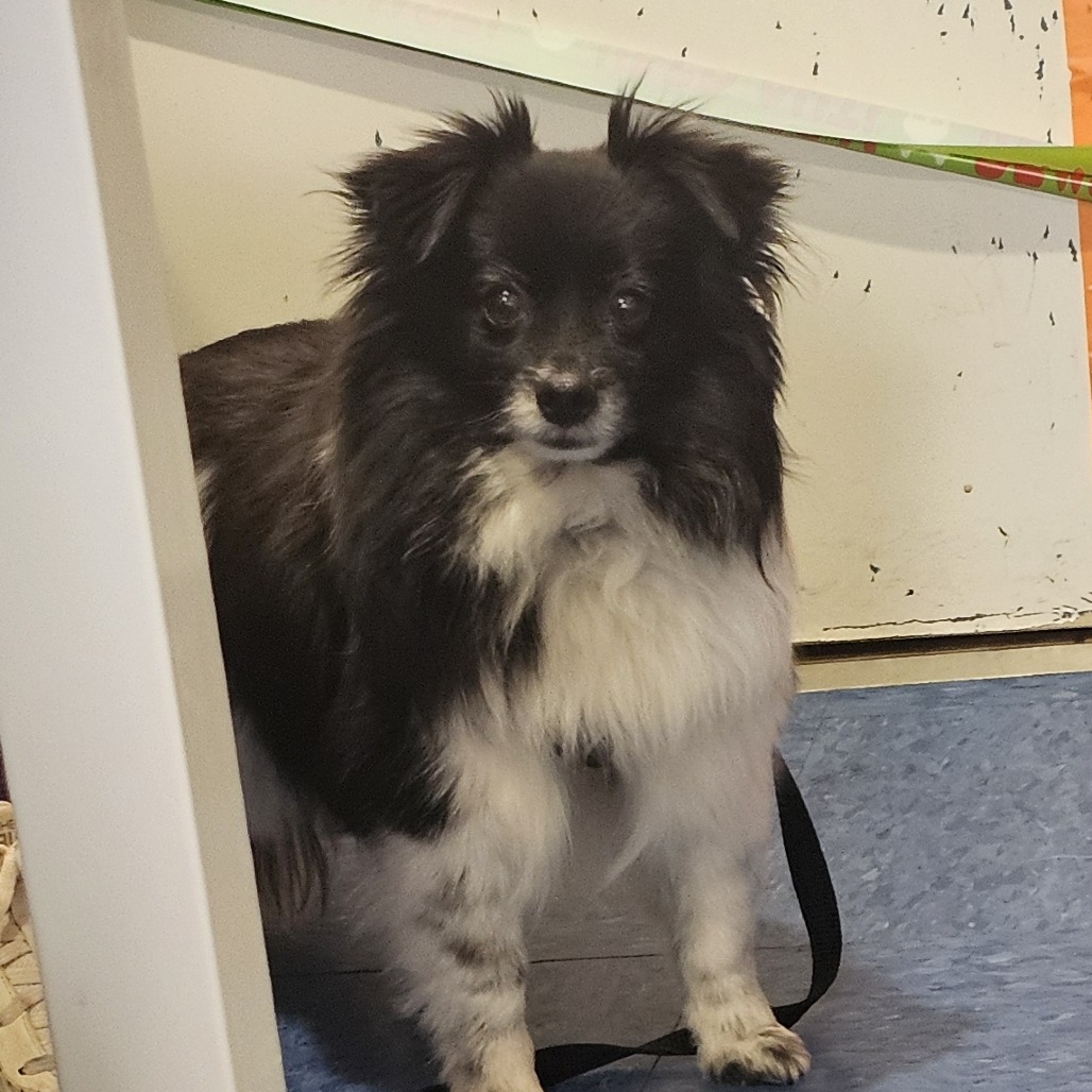 Bella