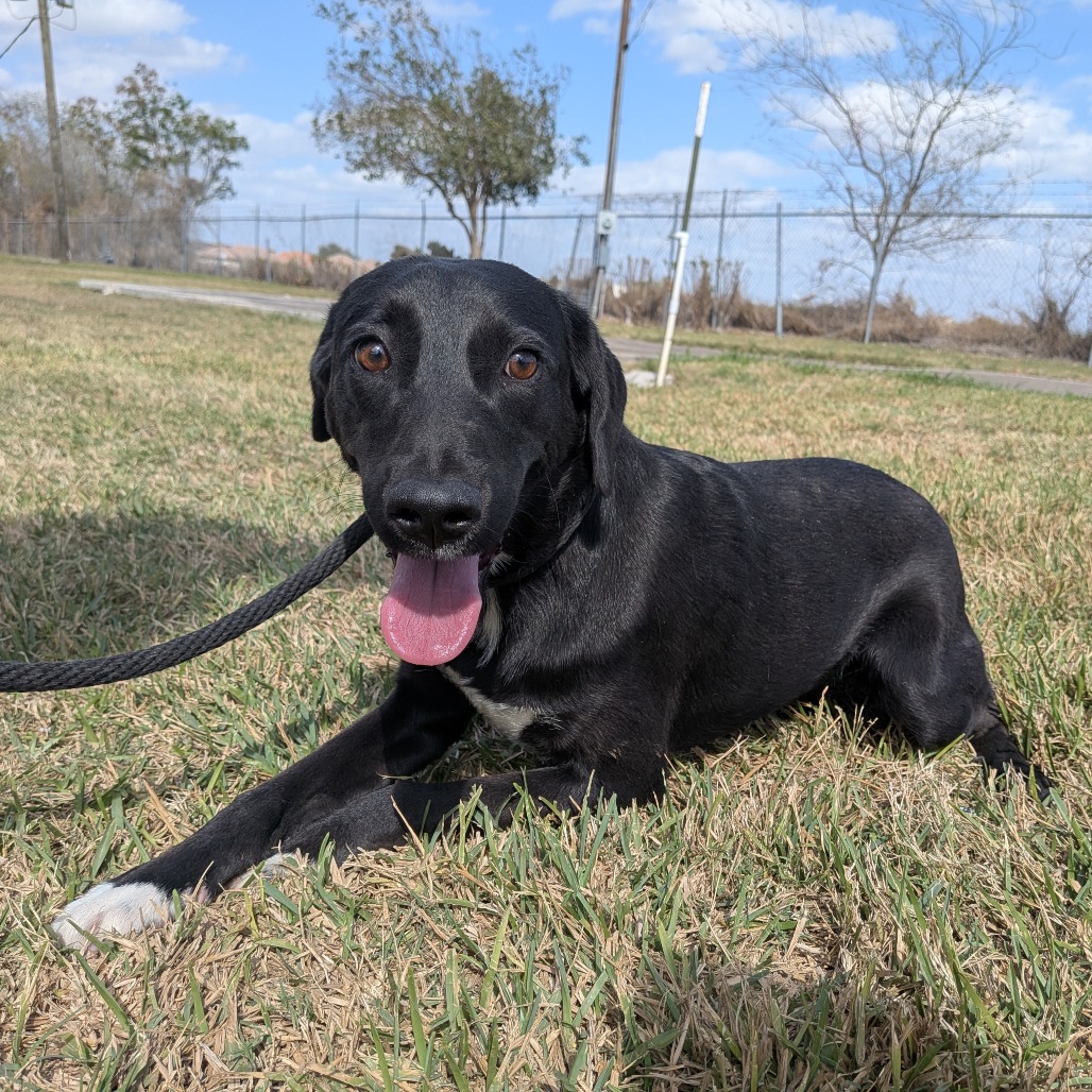 Lucy (Bree Bree), available for adoption at PVAS