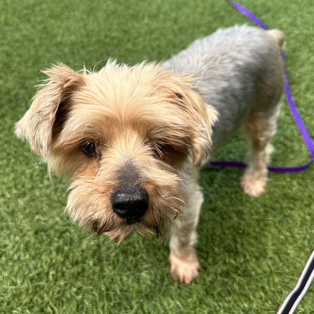 COOPER - Terrier, Yorkshire, Yorkie / Mixed Breed (Small) available for adoption