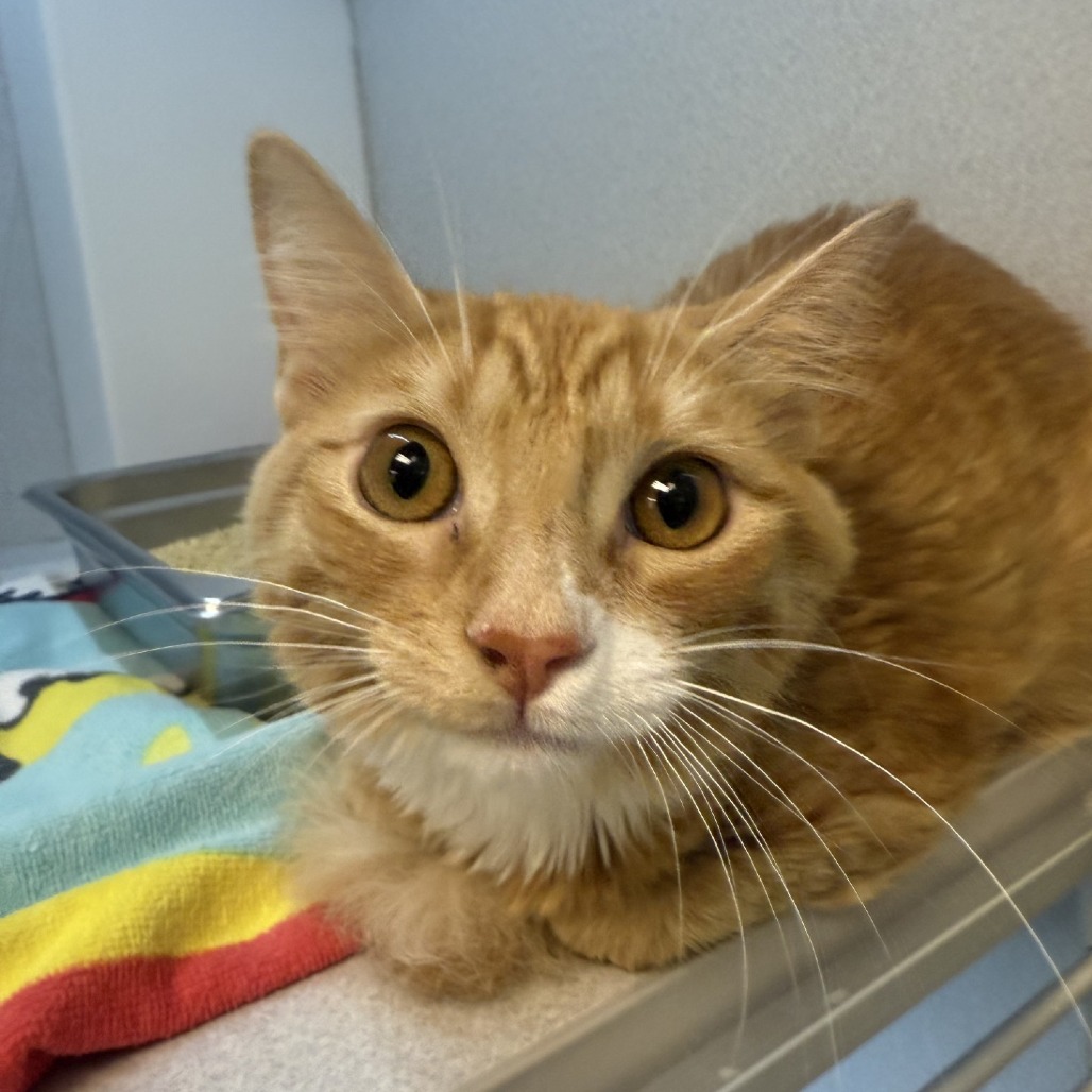 Photo of Ginger 4