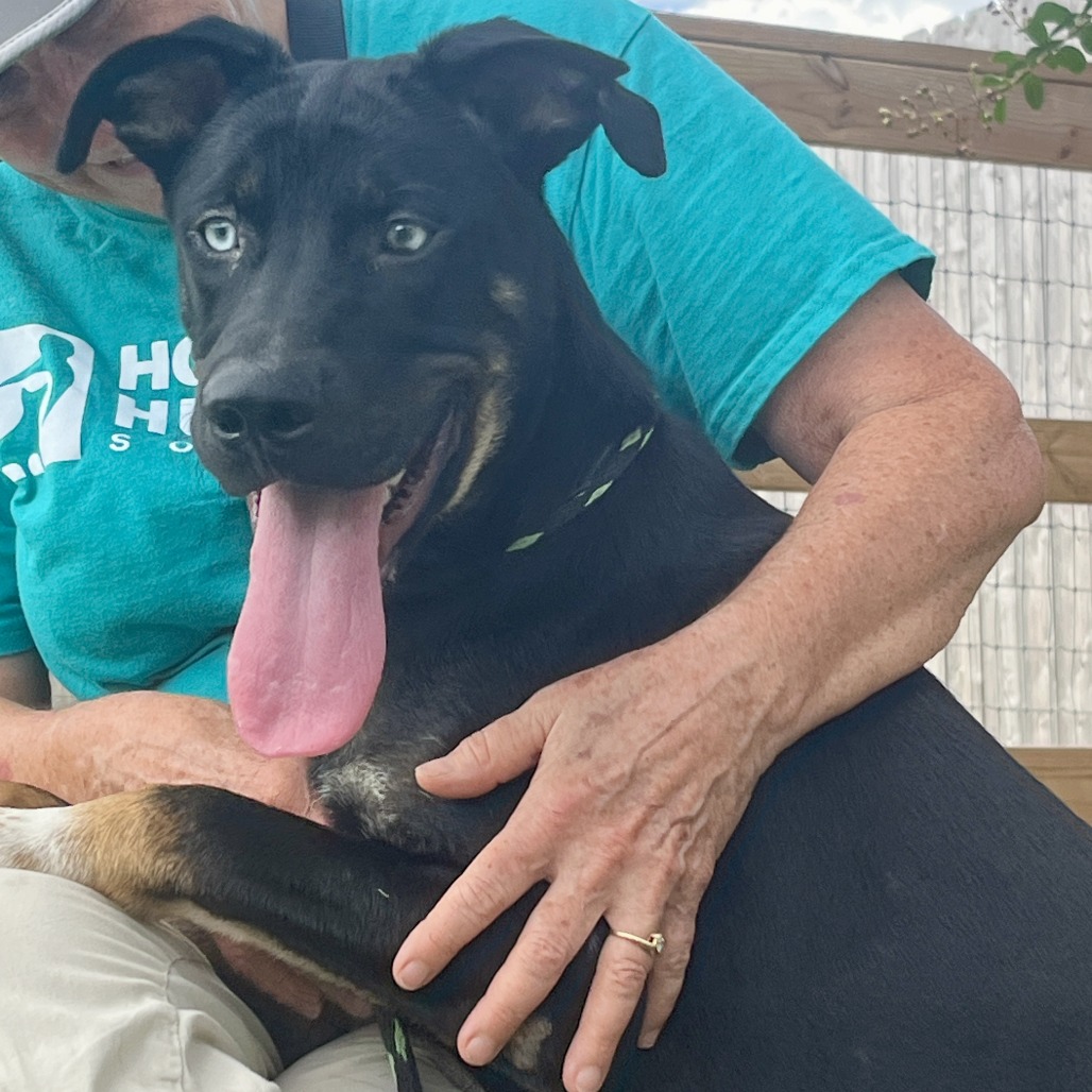 BUBBLICIOUS - Mixed Breed (Medium) available for adoption