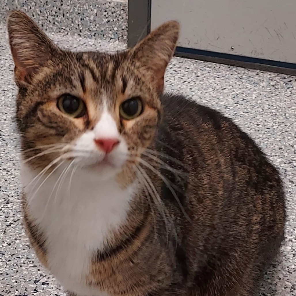 GIBSON - Domestic Shorthair for adoption in Dayton