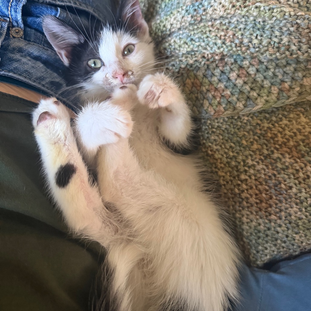 JOEY - Domestic Shorthair available for adoption