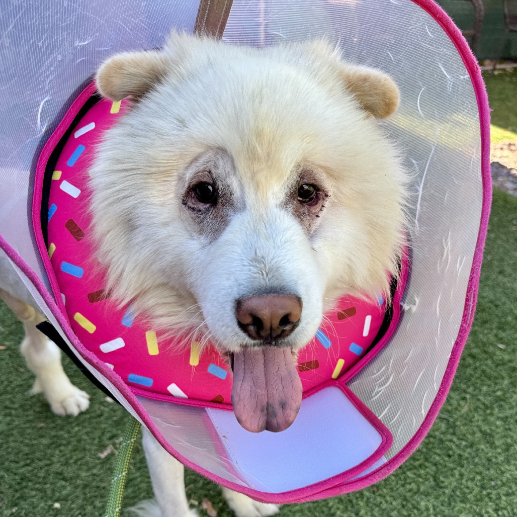 CAPTAIN CHOW MEIN - Chow Chow available for adoption