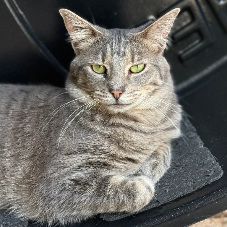 Close-up photo of Avalon