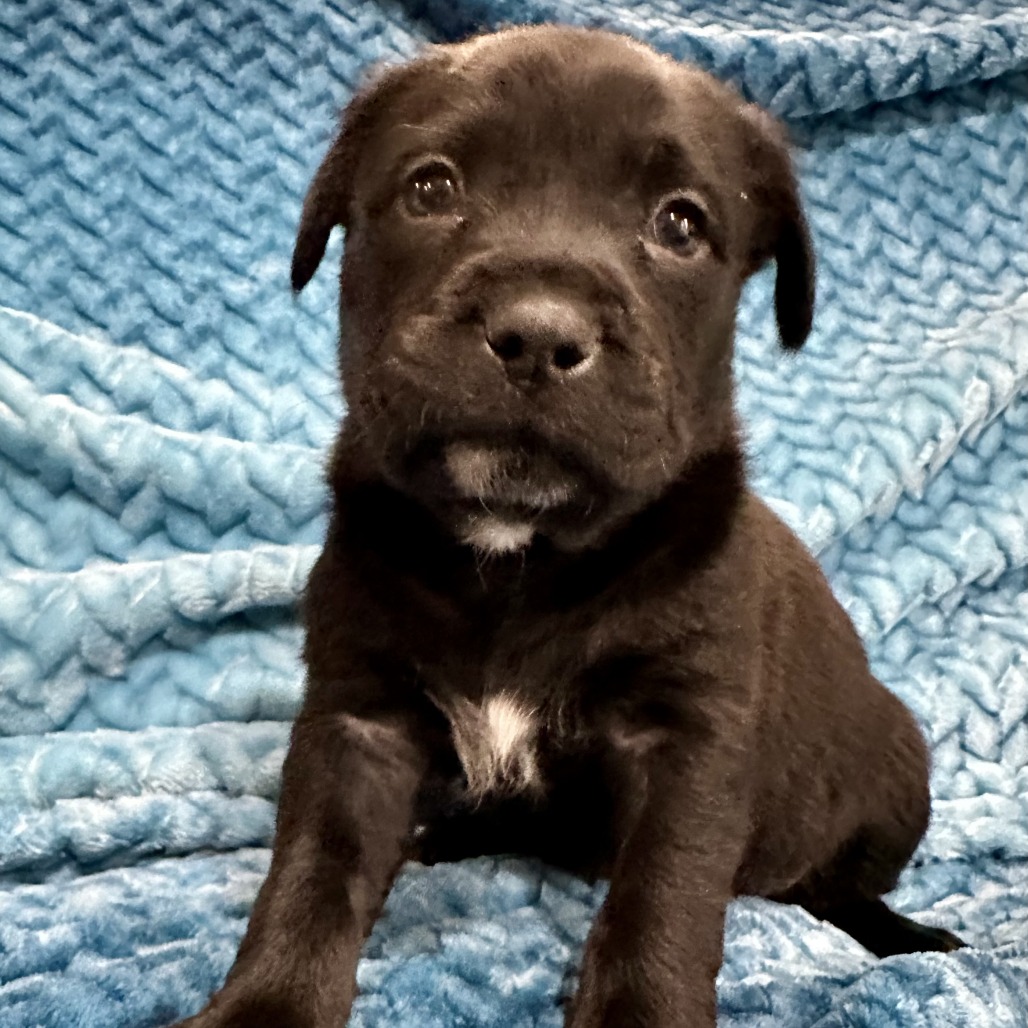 Petra's Pup- Wyatt — thumbnail 4