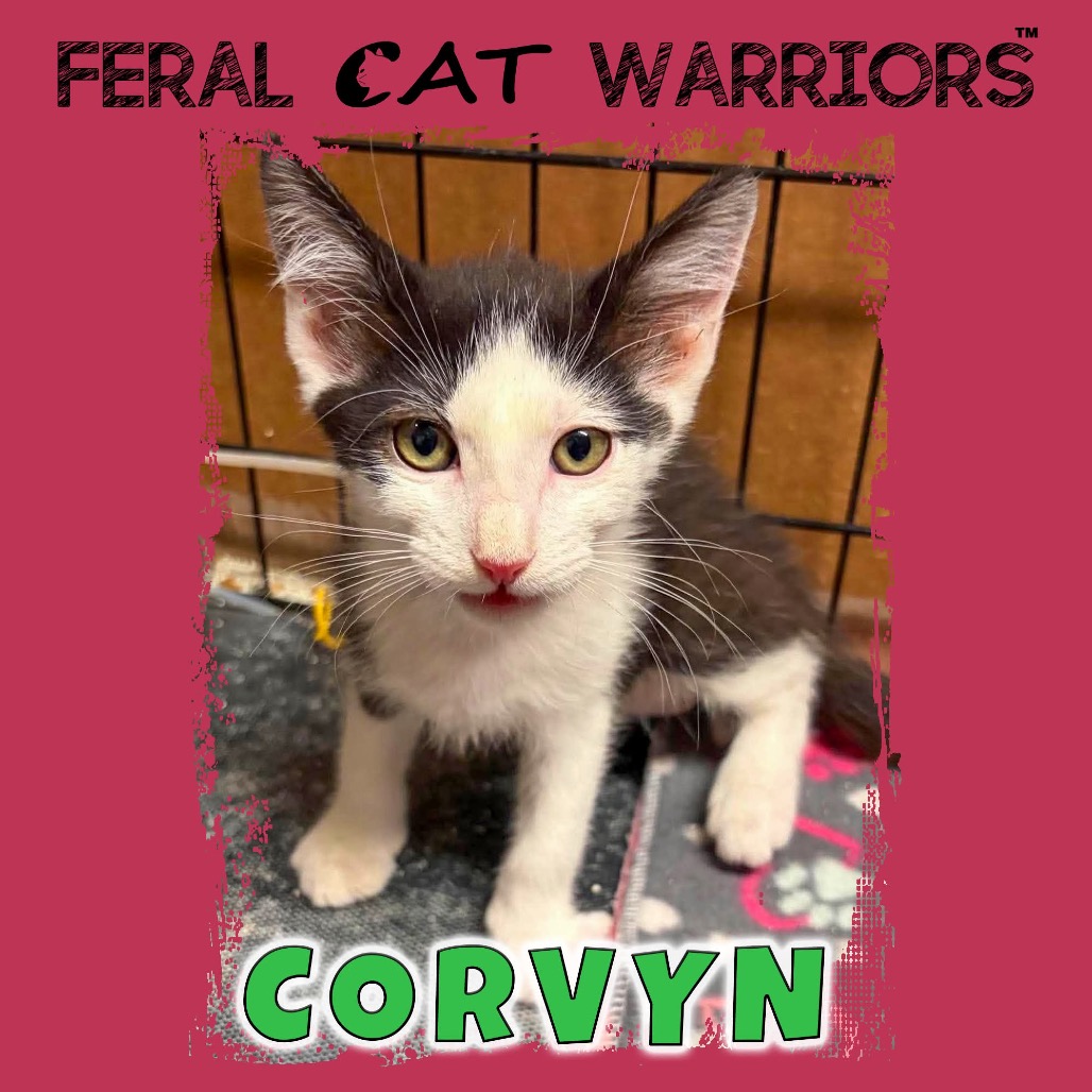 Corvyn