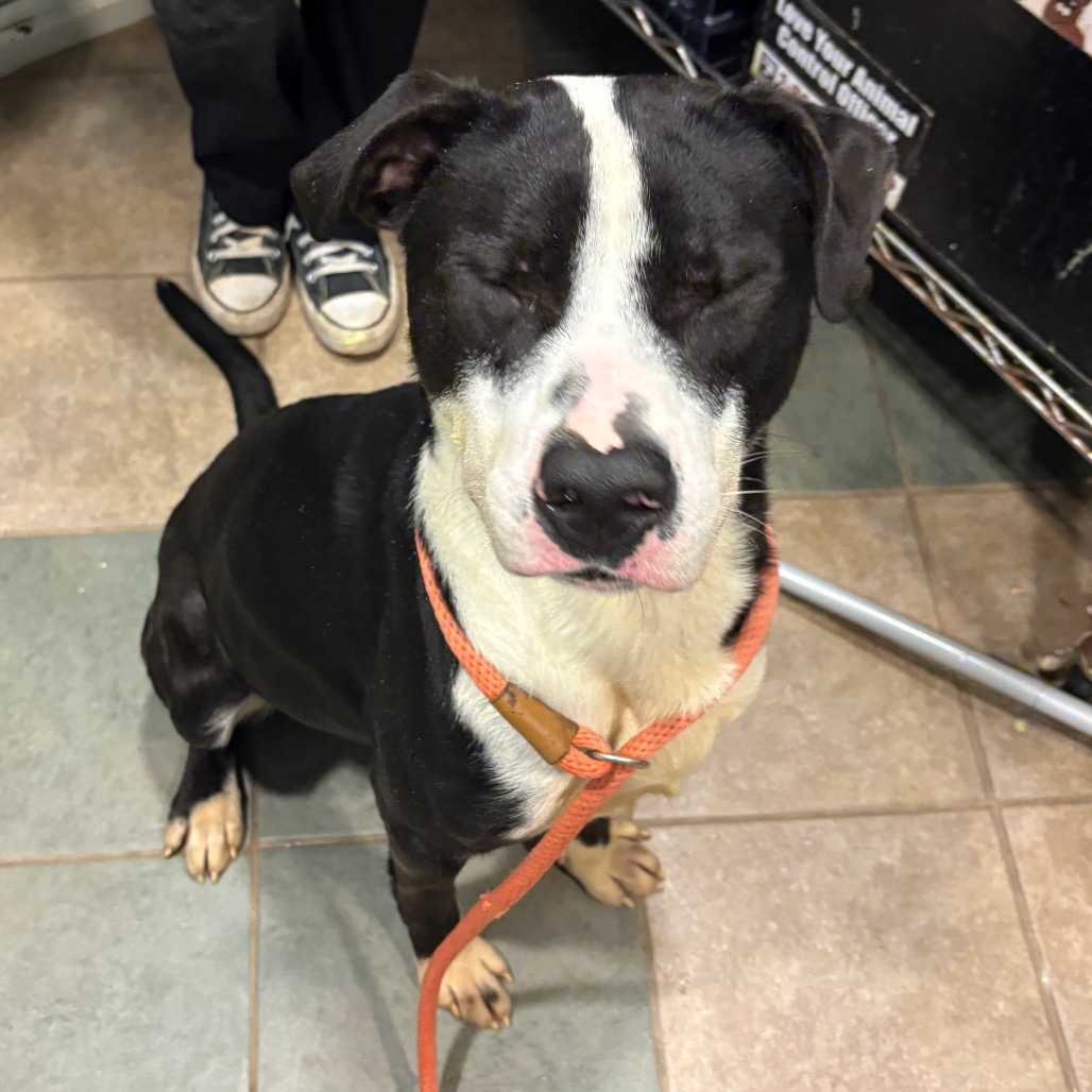 Mudpie — thumbnail 10