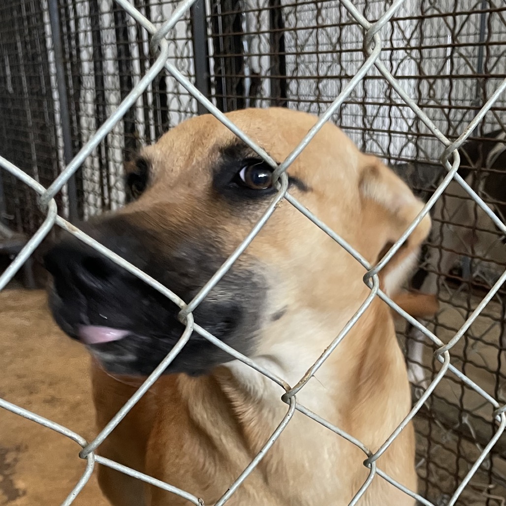 Gigi — thumbnail 2