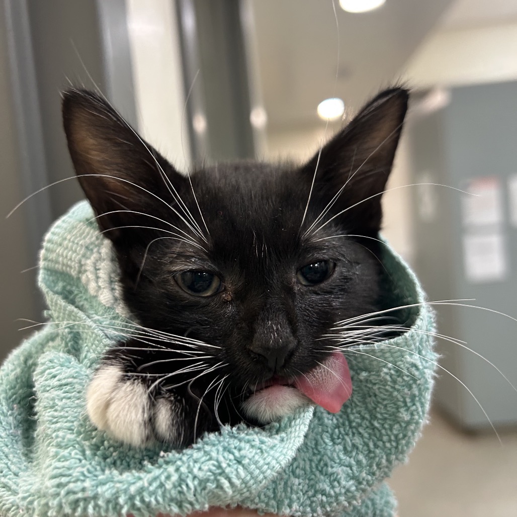 BOBBY - Domestic Shorthair available for adoption